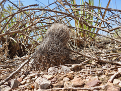 Echinomastus durangensis