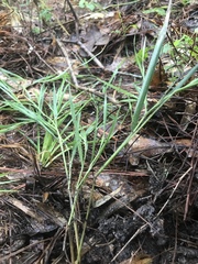Dichanthelium angustifolium