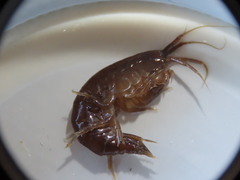 Gammarus oceanicus