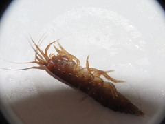 Gammarus oceanicus