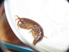 Gammarus oceanicus