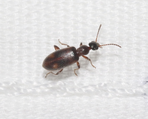 Two-spotted Ant-like Flower Beetle