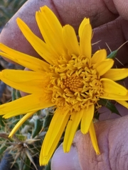 Berkheya angustifolia