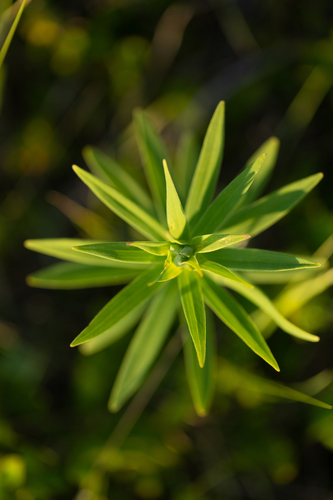 Wood Lily