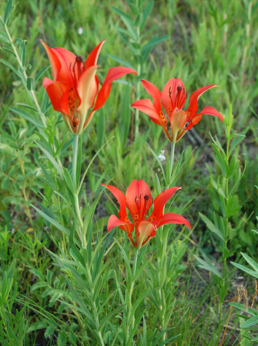 Wood Lily