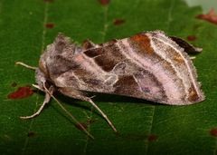 Euchalcia variabilis