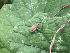 Chlorophanus flavescens