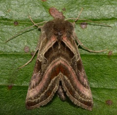 Euchalcia variabilis