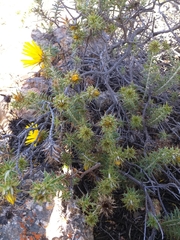 Berkheya angustifolia