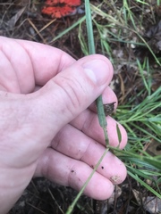 Dichanthelium angustifolium
