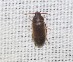 Hymenorus