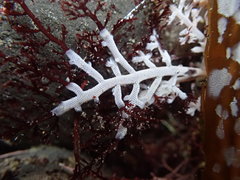 Jellyella tuberculata