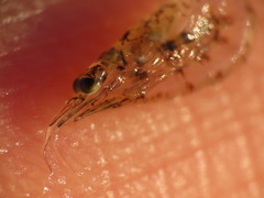 Mysini