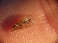 Mysini