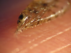 Mysini