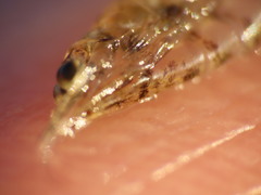 Mysini