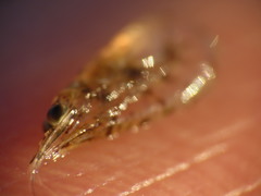 Mysini