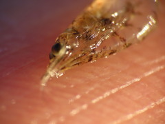 Mysini