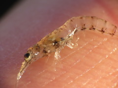 Mysini