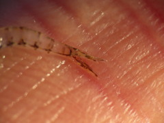 Mysini