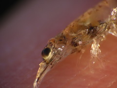 Mysini