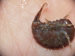 Gammarus oceanicus