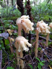 Monotropa hypopitys hypopitys