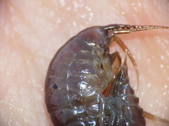 Gammarus oceanicus