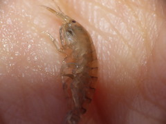 Wecomedon nobilis