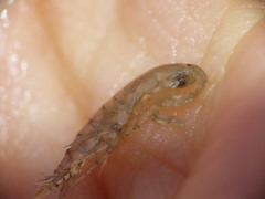 Wecomedon nobilis