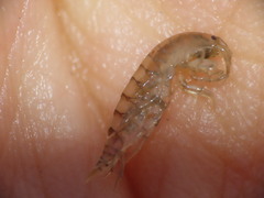 Wecomedon nobilis