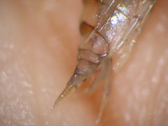 Wecomedon nobilis