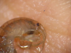 Wecomedon nobilis