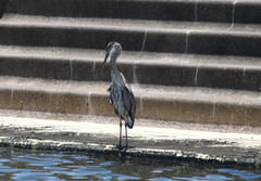 Ardea herodias