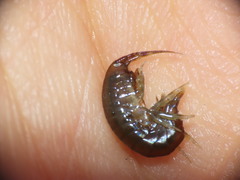 Gammarus oceanicus