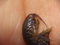Gammarus oceanicus