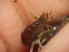 Gammarus oceanicus