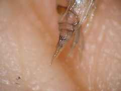 Wecomedon nobilis