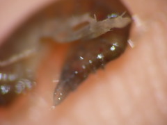 Gammarus oceanicus