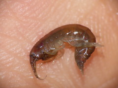 Gammarus oceanicus