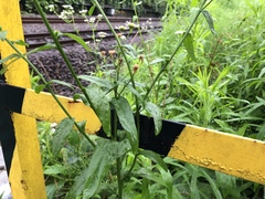 Erigeron philadelphicus