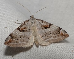 Aplocera praeformata