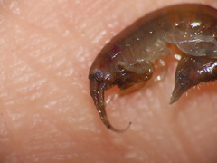 Gammarus oceanicus