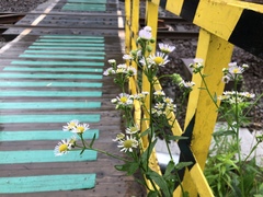 Erigeron philadelphicus