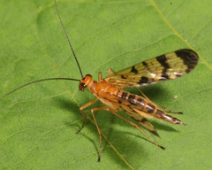 Panorpa debilis