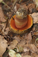 Neoboletus xanthopus