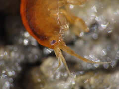 Gammarus lawrencianus