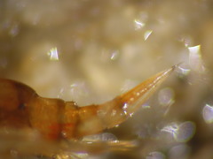 Gammarus lawrencianus