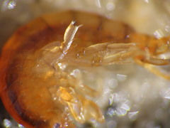 Gammarus lawrencianus