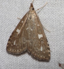 Udea olivalis